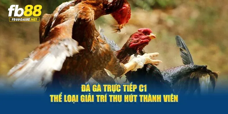 Giới thiệu hình thức chọi gà CPC1 hot nhất fb88